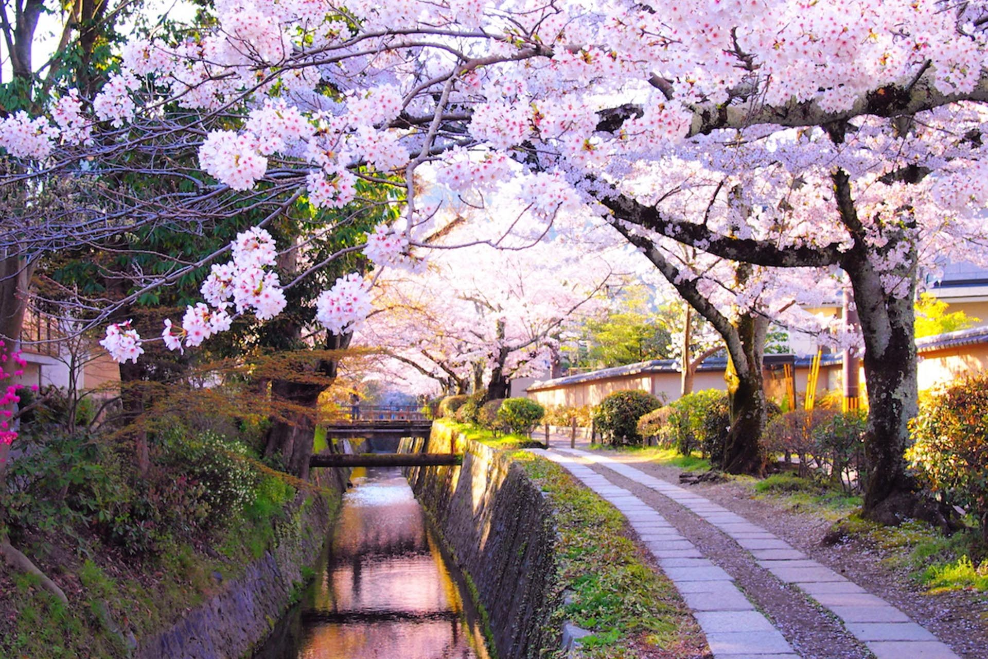 pics_0004_Dia_11_Fig_18_cherry blossom tree tunnel6